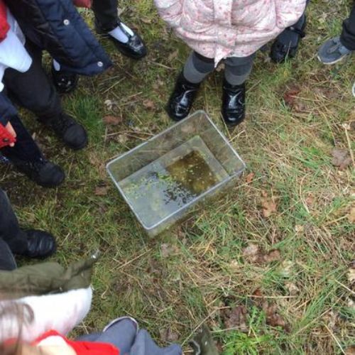 Pond Dipping